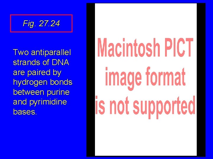 Fig. 27. 24 Two antiparallel strands of DNA are paired by hydrogen bonds between