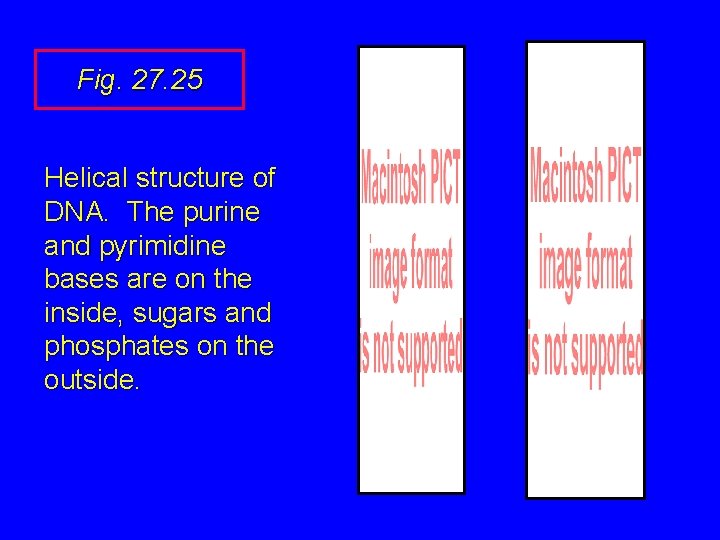 Fig. 27. 25 Helical structure of DNA. The purine and pyrimidine bases are on