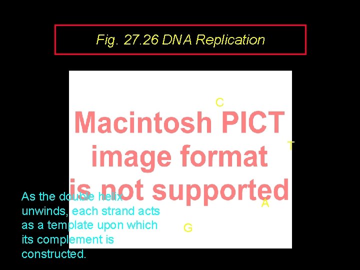 Fig. 27. 26 DNA Replication C T As the double helix unwinds, each strand