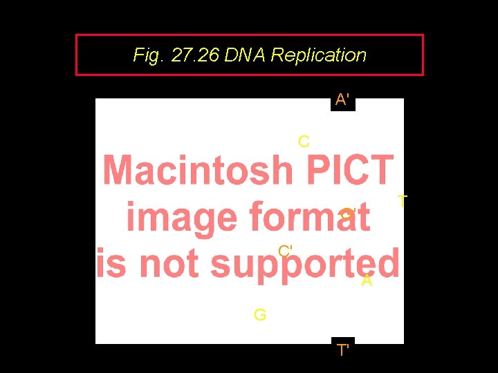 Fig. 27. 26 DNA Replication A' C T G' C' A G T' 