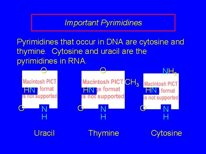 Important Pyrimidines that occur in DNA are cytosine and thymine. Cytosine and uracil are
