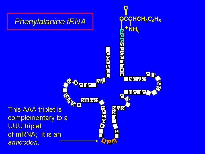 O OCCHCH 2 C 6 H 5 + NH 3 Phenylalanine t. RNA G