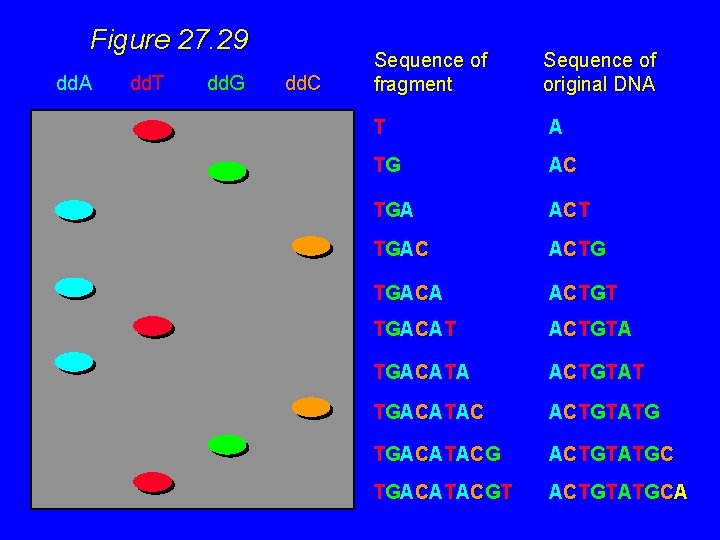 Figure 27. 29 dd. A dd. T dd. G dd. C Sequence of fragment