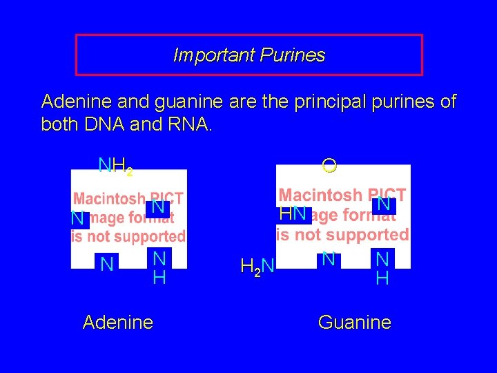 Important Purines Adenine and guanine are the principal purines of both DNA and RNA.