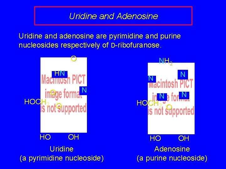Uridine and Adenosine Uridine and adenosine are pyrimidine and purine nucleosides respectively of D-ribofuranose.