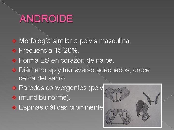 ANDROIDE v v v v Morfología similar a pelvis masculina. Frecuencia 15 -20%. Forma