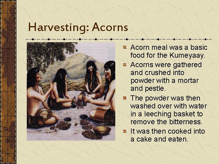 Harvesting: Acorns Acorn meal was a basic food for the Kumeyaay. Acorns were gathered