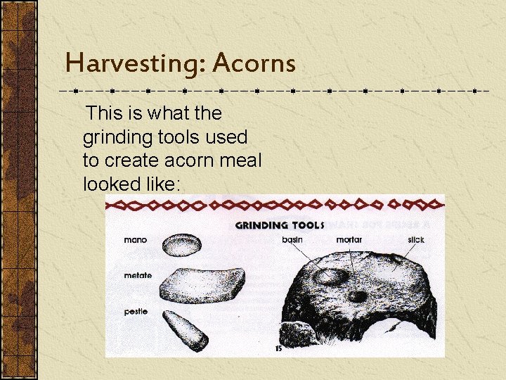 Harvesting: Acorns This is what the grinding tools used to create acorn meal looked