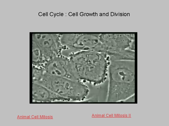 Cell Cycle : Cell Growth and Division Animal Cell Mitosis II 