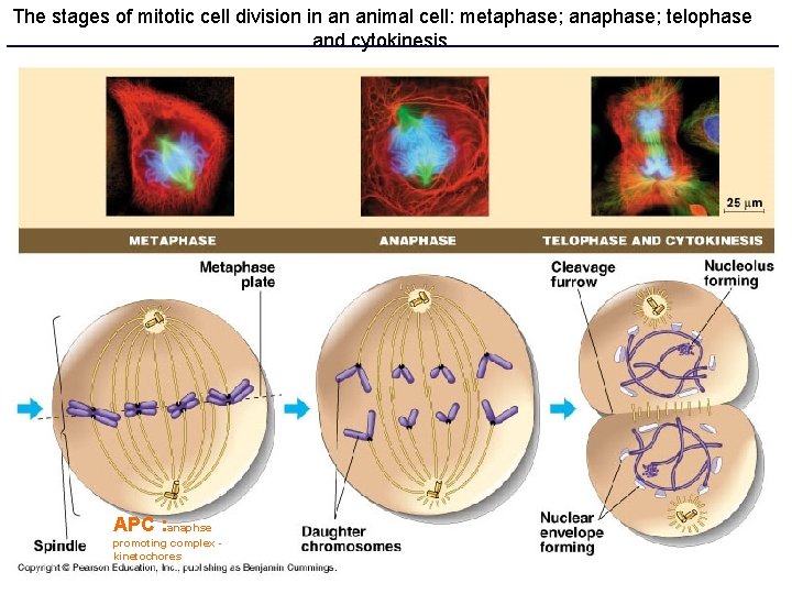 The stages of mitotic cell division in an animal cell: metaphase; anaphase; telophase and