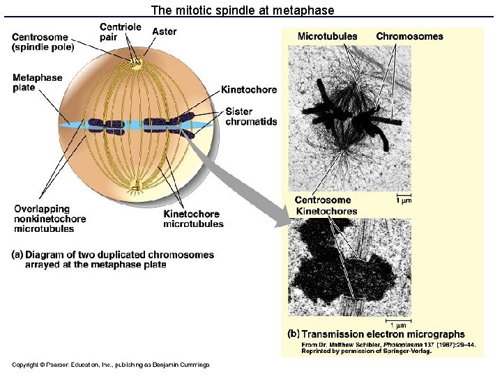 The mitotic spindle at metaphase 