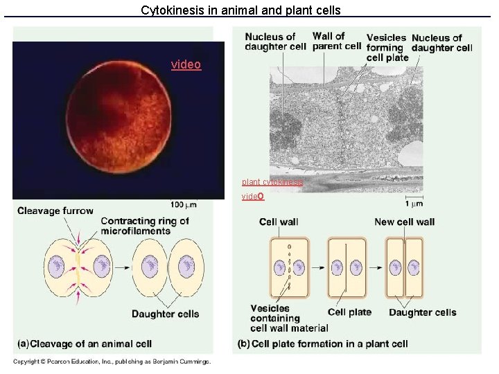 Cytokinesis in animal and plant cells video plant cytokinesis video 