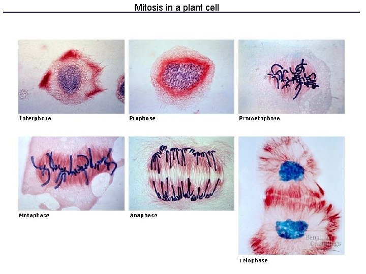 Mitosis in a plant cell 