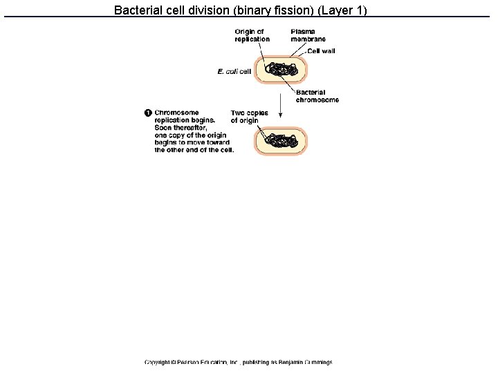 Bacterial cell division (binary fission) (Layer 1) 