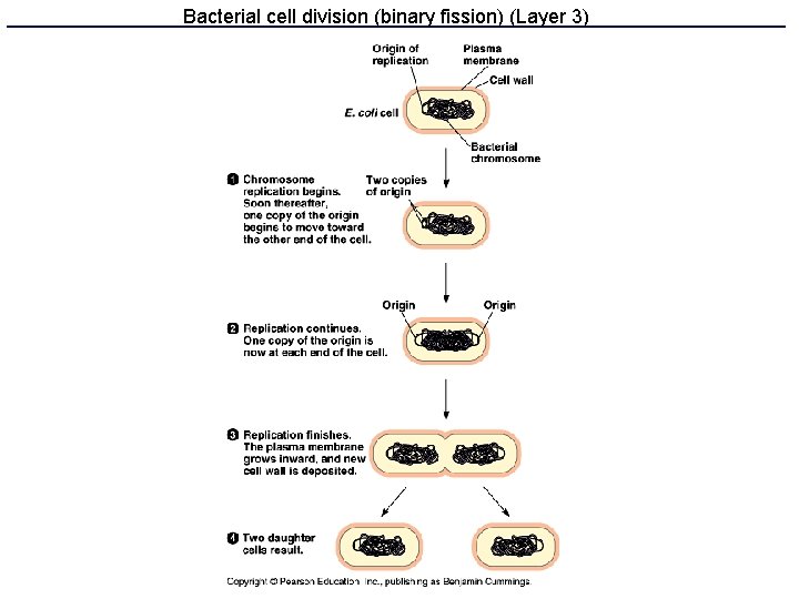 Bacterial cell division (binary fission) (Layer 3) 