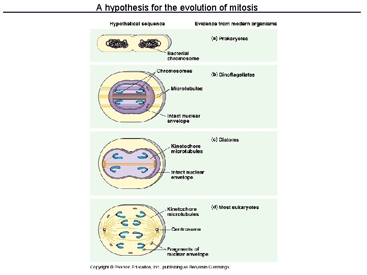 A hypothesis for the evolution of mitosis 