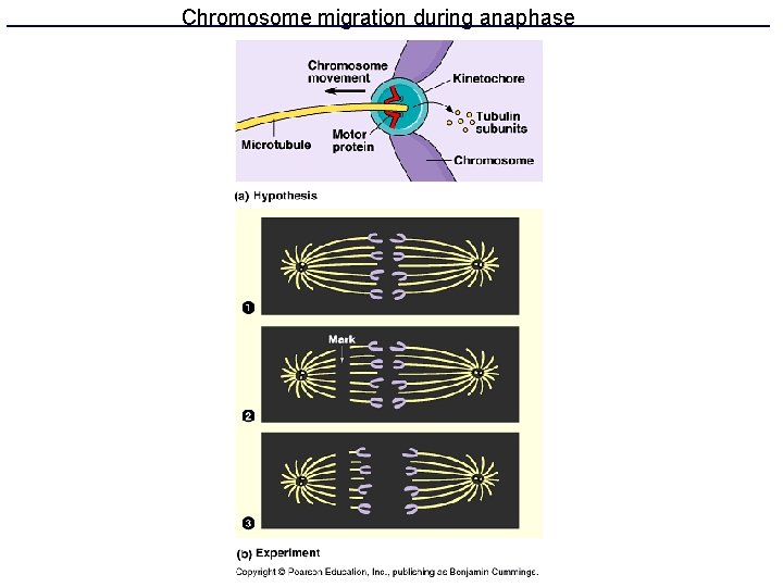 Chromosome migration during anaphase 