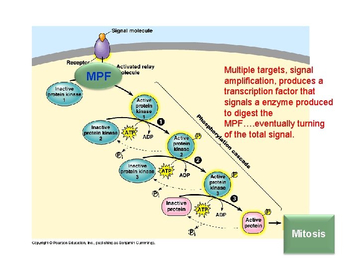 MPF Multiple targets, signal amplification, produces a transcription factor that signals a enzyme produced