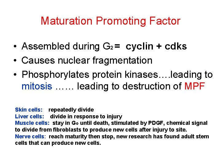 Maturation Promoting Factor • Assembled during G 2 = cyclin + cdks • Causes