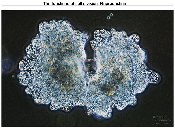The functions of cell division: Reproduction 