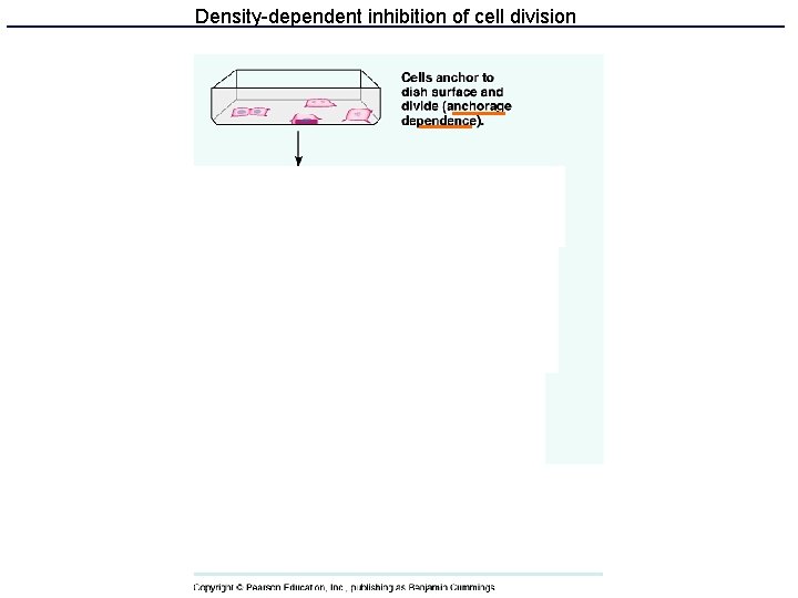 Density-dependent inhibition of cell division 