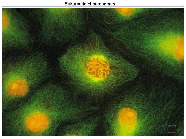 Eukaryotic chomosomes 