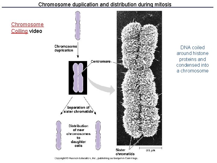 Chromosome duplication and distribution during mitosis Chromosome Coiling video DNA coiled around histone proteins