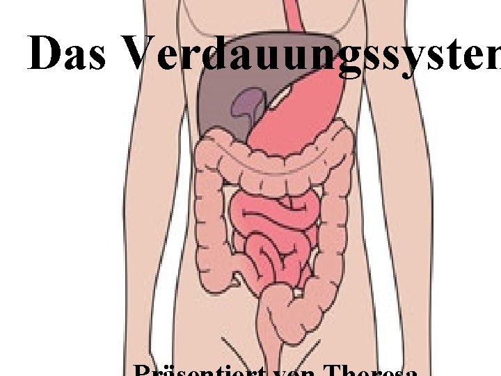 Das Verdauungssystem 