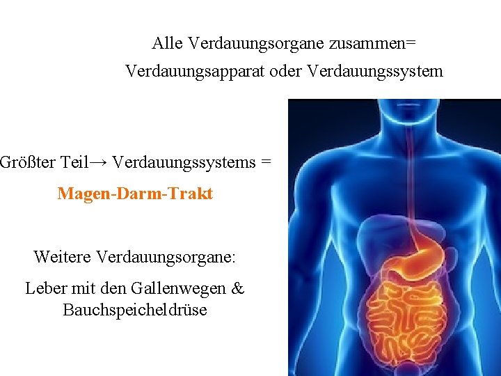 Alle Verdauungsorgane zusammen= Verdauungsapparat oder Verdauungssystem Größter Teil→ Verdauungssystems = Magen-Darm-Trakt Weitere Verdauungsorgane: Leber