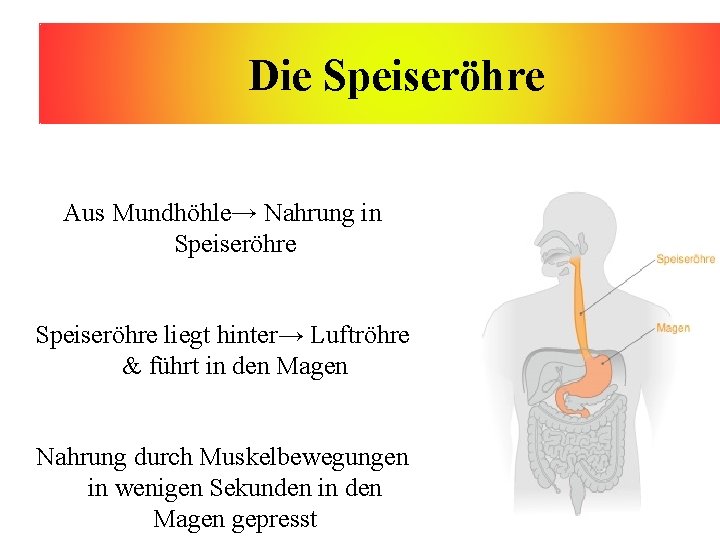 Die Speiseröhre Aus Mundhöhle→ Nahrung in Speiseröhre liegt hinter→ Luftröhre & führt in den