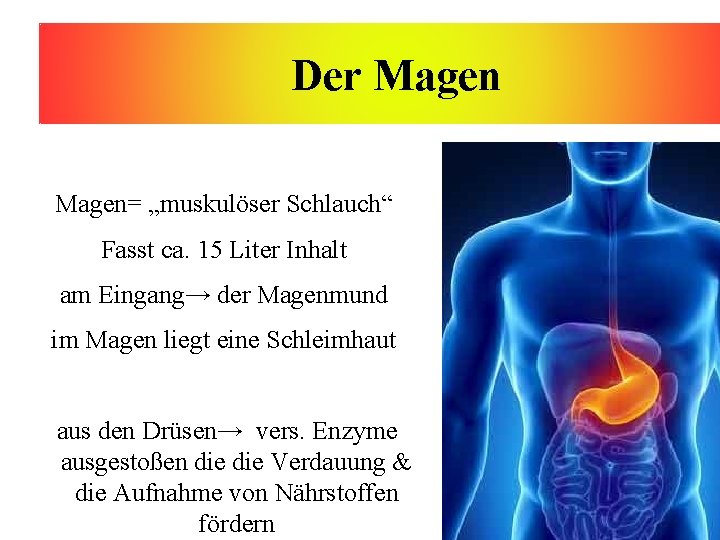 Der Magen= „muskulöser Schlauch“ Fasst ca. 15 Liter Inhalt am Eingang→ der Magenmund im