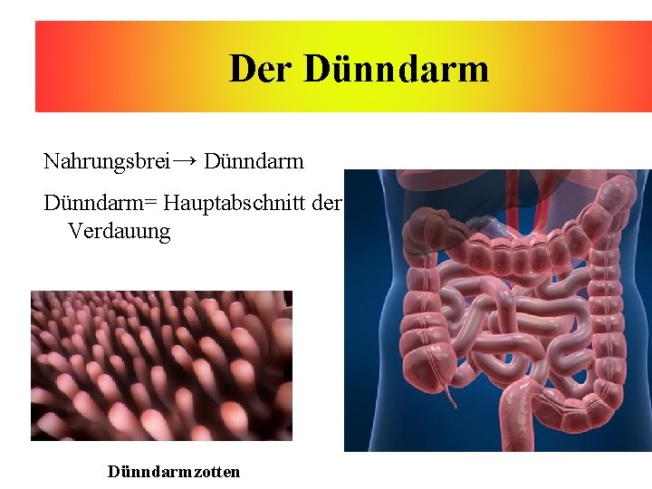 Der Dünndarm Nahrungsbrei→ Dünndarm= Hauptabschnitt der Verdauung Dünndarmzotten 