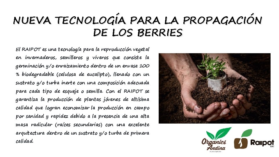 NUEVA TECNOLOGÍA PARA LA PROPAGACIÓN DE LOS BERRIES El RAIPOT es una tecnología para