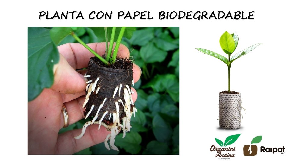 PLANTA CON PAPEL BIODEGRADABLE 