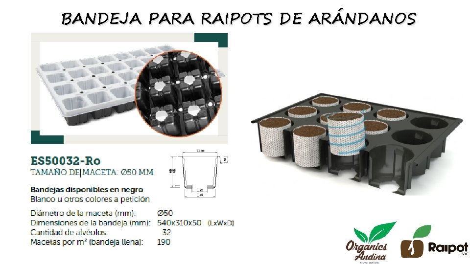 BANDEJA PARA RAIPOTS DE ARÁNDANOS 