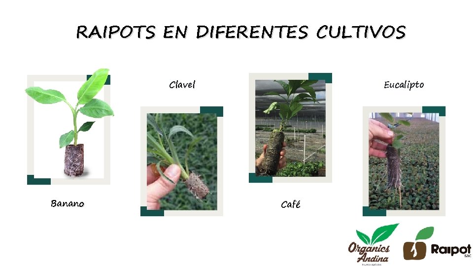 RAIPOTS EN DIFERENTES CULTIVOS Clavel Banano Eucalipto Café 