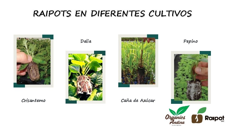 RAIPOTS EN DIFERENTES CULTIVOS Dalia Crisantemo Pepino Caña de Azúcar 