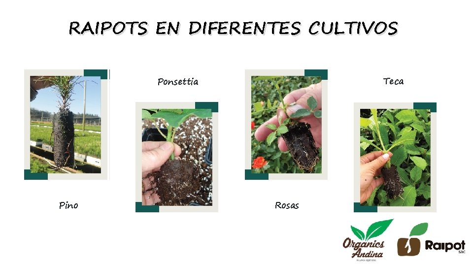 RAIPOTS EN DIFERENTES CULTIVOS Teca Ponsettia Pino Rosas 