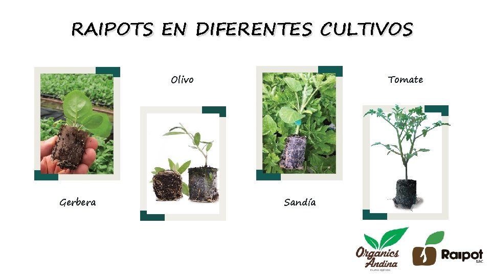 RAIPOTS EN DIFERENTES CULTIVOS Tomate Olivo Gerbera Sandía 