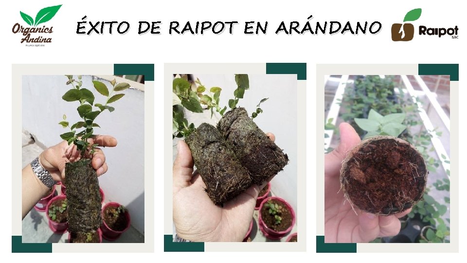 ÉXITO DE RAIPOT EN ARÁNDANO 
