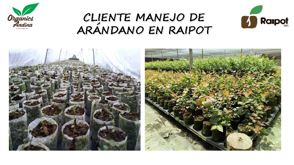 CLIENTE MANEJO DE ARÁNDANO EN RAIPOT 