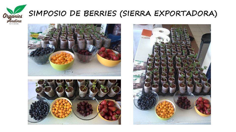 SIMPOSIO DE BERRIES (SIERRA EXPORTADORA) 