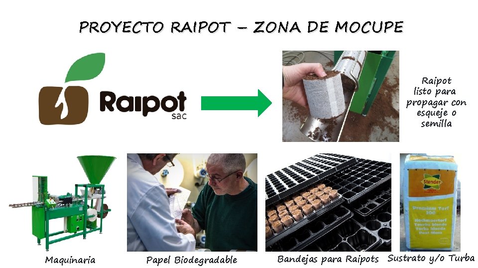 PROYECTO RAIPOT – ZONA DE MOCUPE Raipot listo para propagar con esqueje o semilla