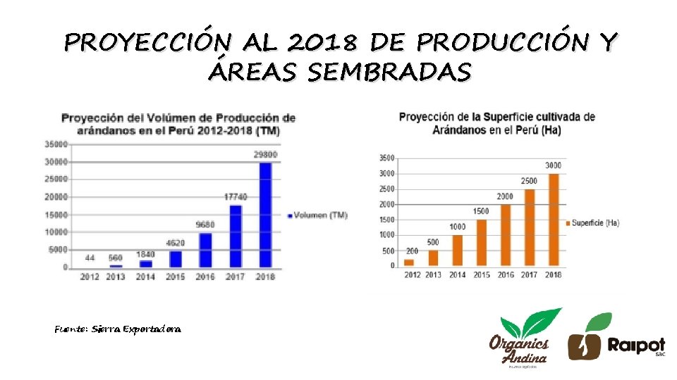 PROYECCIÓN AL 2018 DE PRODUCCIÓN Y ÁREAS SEMBRADAS Fuente: Sierra Exportadora 