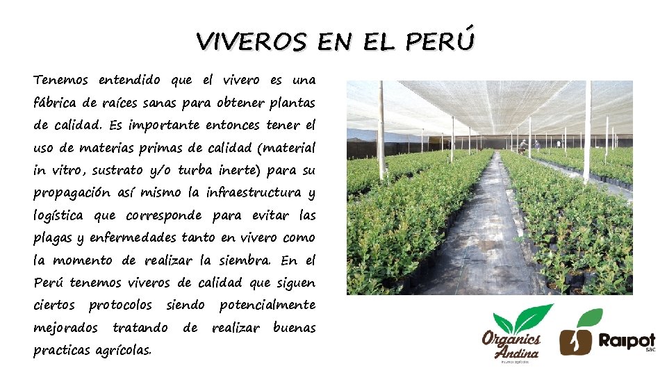 VIVEROS EN EL PERÚ Tenemos entendido que el vivero es una fábrica de raíces