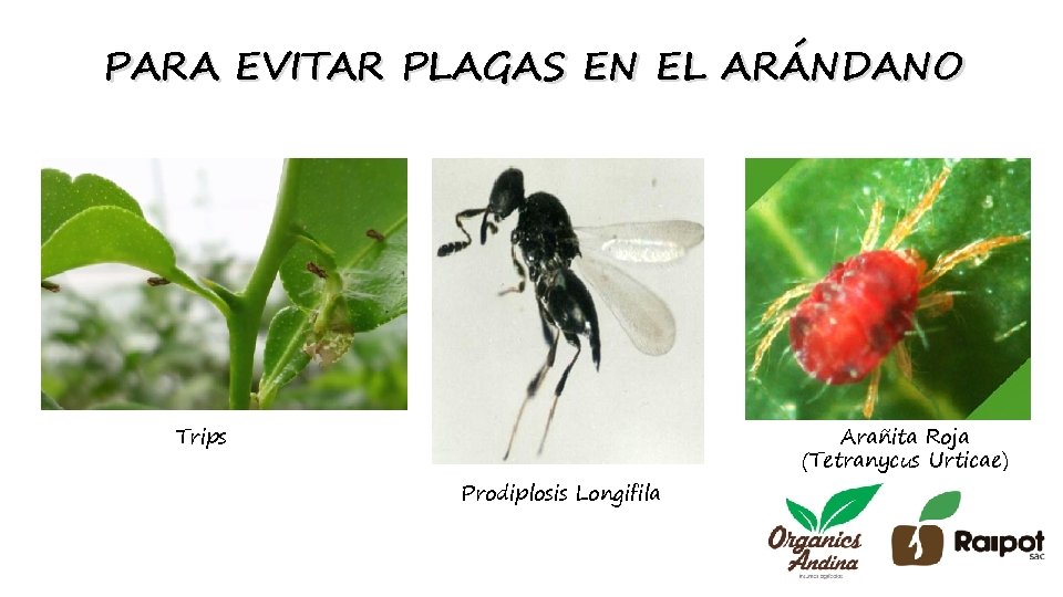 PARA EVITAR PLAGAS EN EL ARÁNDANO Trips Prodiplosis Longifila Arañita Roja (Tetranycus Urticae) 