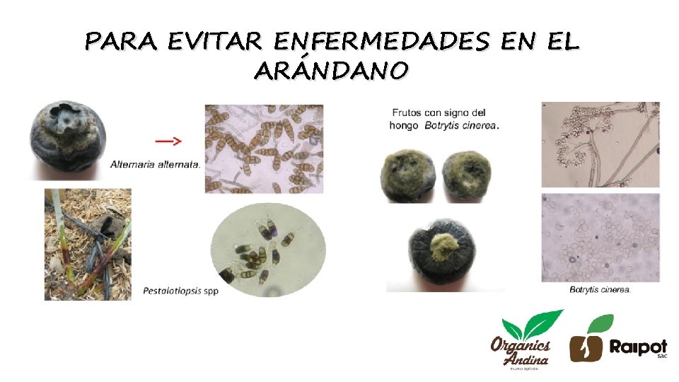 PARA EVITAR ENFERMEDADES EN EL ARÁNDANO 