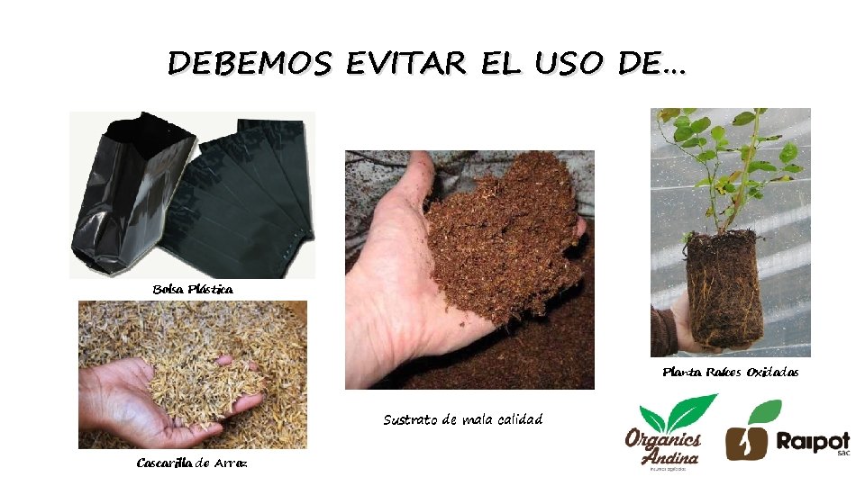 DEBEMOS EVITAR EL USO DE… Bolsa Plástica Planta Raíces Oxidadas Sustrato de mala calidad