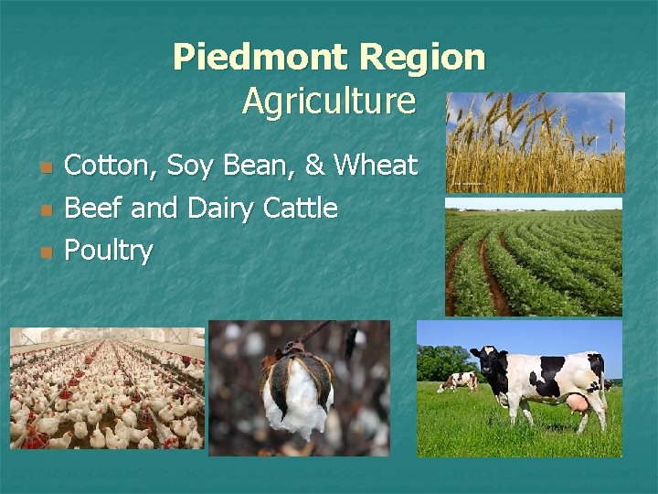 Piedmont Region Agriculture n n n Cotton, Soy Bean, & Wheat Beef and Dairy