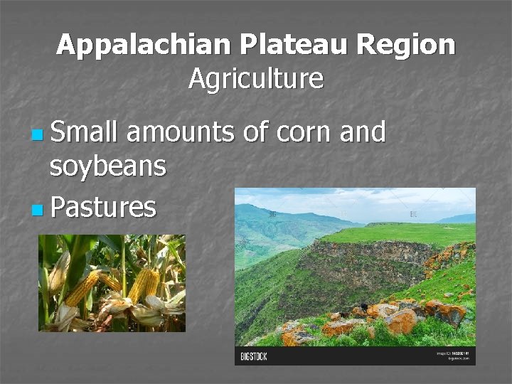 Appalachian Plateau Region Agriculture n Small amounts of corn and soybeans n Pastures 